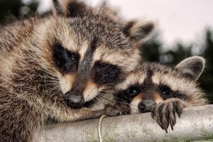 アライグマの嫌いな臭いや好きなものとは？忌避で大切な知識