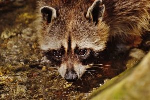 アライグマの被害は今後も広がる？害獣駆除が進まない訳