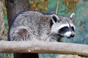 アライグマはペットブームで人気を博したが現在は害獣へ！