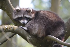 アライグマも認定された特定外来生物とは？駆除が必要な理由