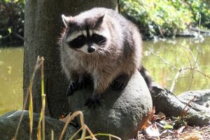 ホームセンターで揃えるアライグマを忌避するためのアイテム