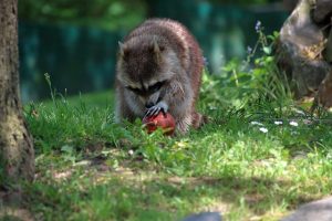 メディアに取り上げられることが増えたアライグマは害獣