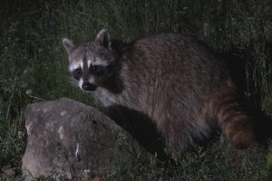 夏の駆除作業はどうする？アライグマの夏の行動について