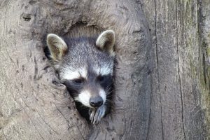 外来種のアライグマによる農作物被害問題を解決するには？