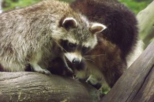 外来種のアライグマやヌートリアによる農作物被害への対応