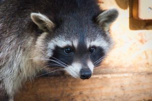 瓦や軒天の修繕を怠るとアライグマに棲み付かれる恐れあり？