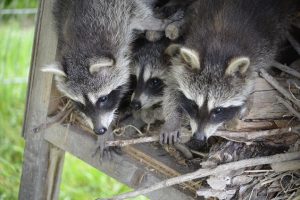 手に負えない！アライグマが繁殖し過ぎた現在では駆除が必要