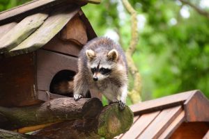 都心部でアライグマは最強？アライグマ駆除が必要な訳