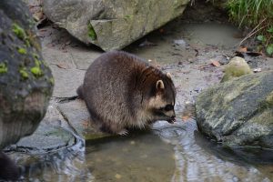 肉・野菜・果物・魚なんでも食べるアライグマは早期駆除を！