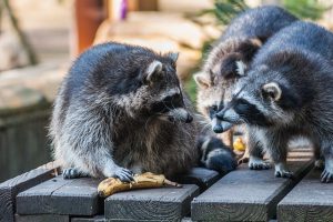 夜に鳴き声を出すのは何故？アライグマが存在をバラす理由