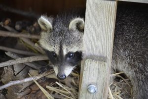 生まれたてのアライグマがいるかもしれない？駆除の注意点