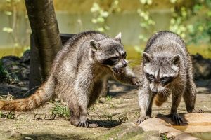 アライグマに侵入させないために使われるパンチングメタルとは？