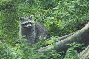 アライグマなどを駆除して儲ける？駆除業者と違う狩猟者やマタギ