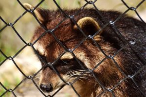 アライグマの駆除に効果的とされるアイテムや道具も使い方次第