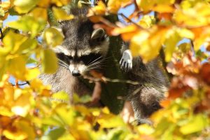 アライグマの巣床を赤外線カメラで見つけ出すことはできる？