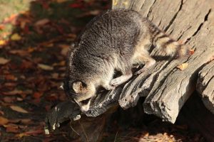 アライグマが生息域を広げている！防除するために大事な作業