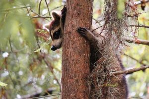 アライグマなどの野生動物がマーキングを付ける理由について