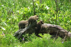 アライグマなどの野生動物のマーキングの意味やマーキング方法