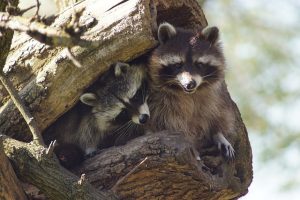 アライグマの駆除が必要な理由！ヒトに感染する疾病について