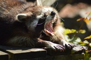 アライグマの歯は鋭い！駆除作業の際に噛み付かれてはいけない