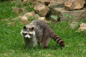 アライグマの特徴的な行動パターンとは？テリトリーに注意！