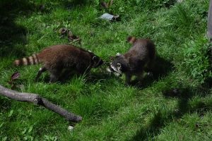 アライグマ駆除！家屋にねぐらを作られると厄介な理由