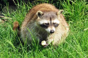 アライグマ駆除は捕まえても殺傷するのが大変！精神や倫理的問題