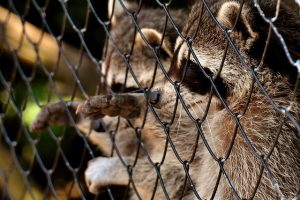 アライグマ防除が進まない理由と一般の方が取り組める対策