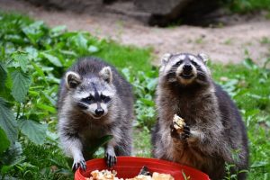 ペットのエサの横取りするのは誰？アライグマの雑食性に注意