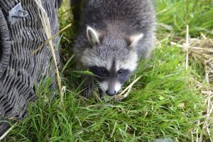 マーキングなどの痕跡をなぜ残す？アライグマ駆除の重要性