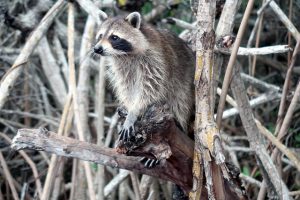 通気口から侵入するアライグマを食い止めるにはどうするべき？