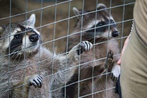 野生のアライグマが家屋に寄り付かない様にするためのポイント