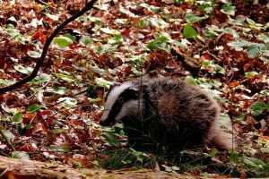 似た姿だけれど行動が異なる？アナグマとハクビシンの違い！