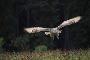 アライグマを捕食する動物とは？駆除の助けになる動物について