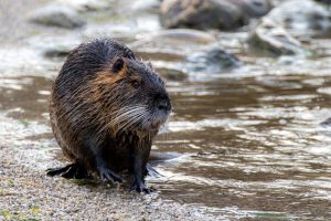 アライグマ、ヌートリア、マングースなどの特定外来生物への対応