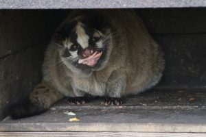 なかなか逃げ出してくれない警戒心の強いハクビシンの駆除