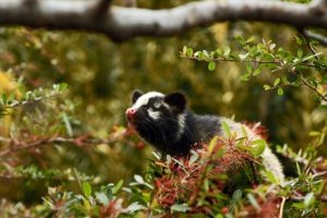 ハクビシンを遠ざける家庭菜園とは？忌避効果のある栽培