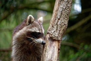 アライグマが媒介するアライグマ回虫とは？アライグマ駆除の重要性