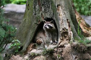 アライグマが捕まえたネズミなどを食べてしまうペットの危険