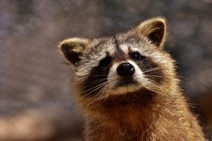 アライグマに寄生し感染源の恐れのあるダニが衣類に付着！