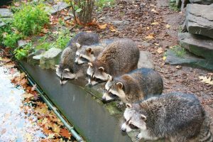 アライグマに寄生する回虫も人間やペットの猛威になる！