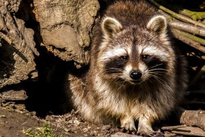 アライグマに棲み付かれて、やってはいけない事は対策を後回し！