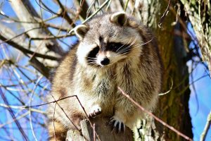 アライグマは家屋に何度も棲み付くの？繁殖のための巣作り本能