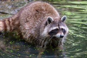 アライグマを勝手に駆除するのは違法！鳥獣保護管理法の概要