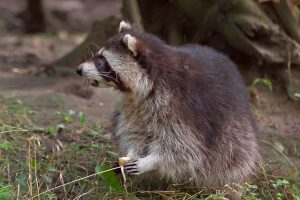 アライグマを追い出した後、再侵入のリスクが高まる理由