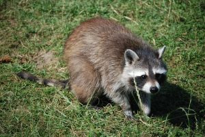 家屋にアライグマが巣を作る！駆除しなければならない訳