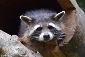 寄生虫も駆除しないとダメ！アライグマ駆除をプロに依頼するメリット