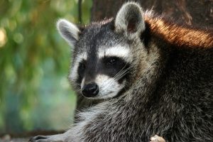 公園や神社に庭先などでアライグマを見かけたらどうするべき？