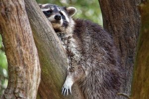 雑食性のアライグによる被害！予防のための環境整備の重要性