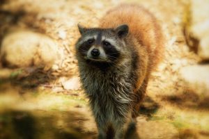 手足が器用なアライグマに破壊される家屋！早期駆除が必要な訳